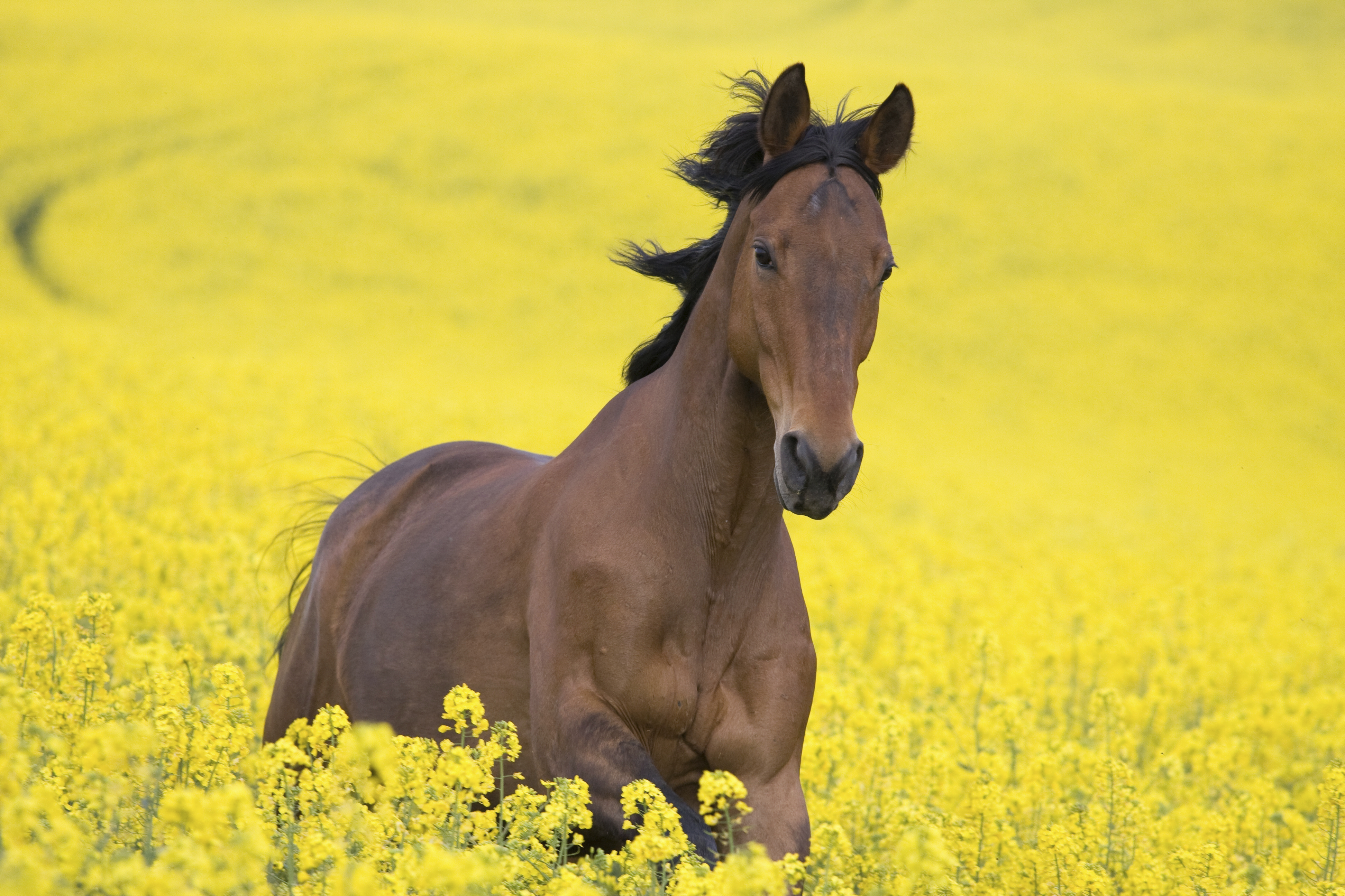 aside image Running horse in the colza field