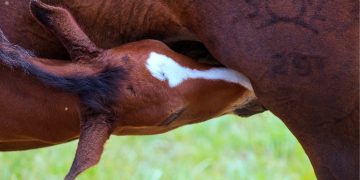 Pressemitteilung – Ein Muss für Züchter: der Balios Stuten-FohlenMix