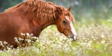 Vortrag: “Naturgemäße Fütterung von EMS und Cushing Pferden” von unserer Tierärztin Rike Lüthje um 20 Uhr via Zoom